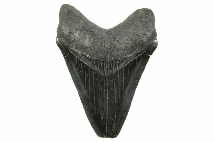 Serrated, Juvenile Megalodon Tooth - South Carolina #375964